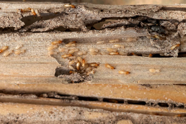 Best Mosquito Control Services  in Atlanta, TX